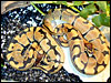 Banded Ball Pythons