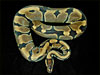 Banded Ball Python