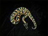 A cool 50% poss het for Clown that is Banded