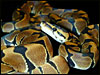 F-1 Banded Ball Pythons I produced in 2001