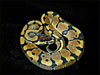 An F-1 Banded Ball Pythons I produced in 2001