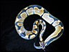 Banded/Reduced Pattern Ball Python