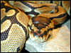 Banded Ball Python