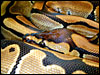 Banded Ball Python