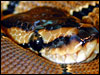 Banded Ball Python