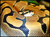 The Sire Banded Ball Python