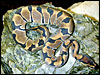 Banded Ball Python