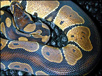 Black Backed Ball Python