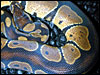 Black Backed Ball Python