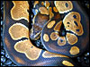 Black Backed Ball Python