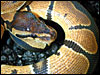 Black Backed Ball Python