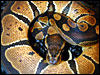 Black Backed Ball Python