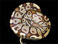 Burgundy Ball Python