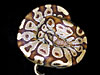 Burgundy Ball Python