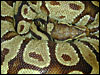 Burgundy Ball Python