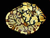 Burgundy Ball Python with Banana