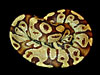 Burgundy Ball Python