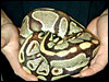 Burgundy Ball Python " Stone Washed"