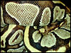 Burgundy Ball Python " Stone Washed"