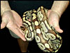Burgundy Ball Python " Stone Washed" I have hets from this one