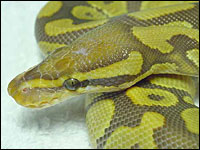 Caramel Albino Ball Python