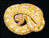 Caramel Albino Ball Python " The Snake Keeper"
