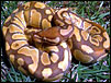 Baby Caramel Albino Ball Python "NERD"