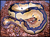 Clown Ball Python