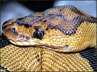 Clown Ball Python