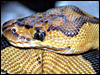The Clown's head is like no other ball python's head............great name!!
