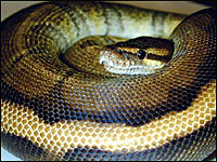 Genetic Gold Stripe Ball Python