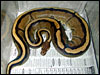 Genetic Gold Stripe Ball Python