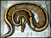 Genetic Gold Stripe Ball Python