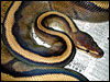 Genetic Gold Stripe Ball Python