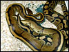 Genetic Gold Stripe Ball Python breeding