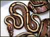 2003 baby Striped ball pythons