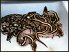 This is the entire clutch............the normal looking ones are "het" for Stripe