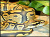 Ghost/Hypo Ball Python