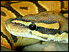 Ghost/Hypo Ball Python