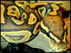 Ghost/Hypo Ball Python