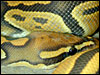 Ghost/Hypo Ball Python