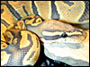 Ghost/Hypo Ball Python