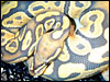 Ghost/Hypo Ball Python