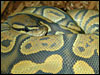 Ghost/Hypo Ball Python