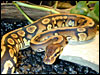 Goblin Ball Python