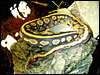 Goblin Ball Python