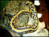 Goblin Ball Python