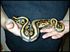 Goblin Ball Python