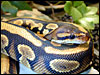 Goblin Ball Python