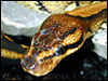 Goblin Ball Python head shot